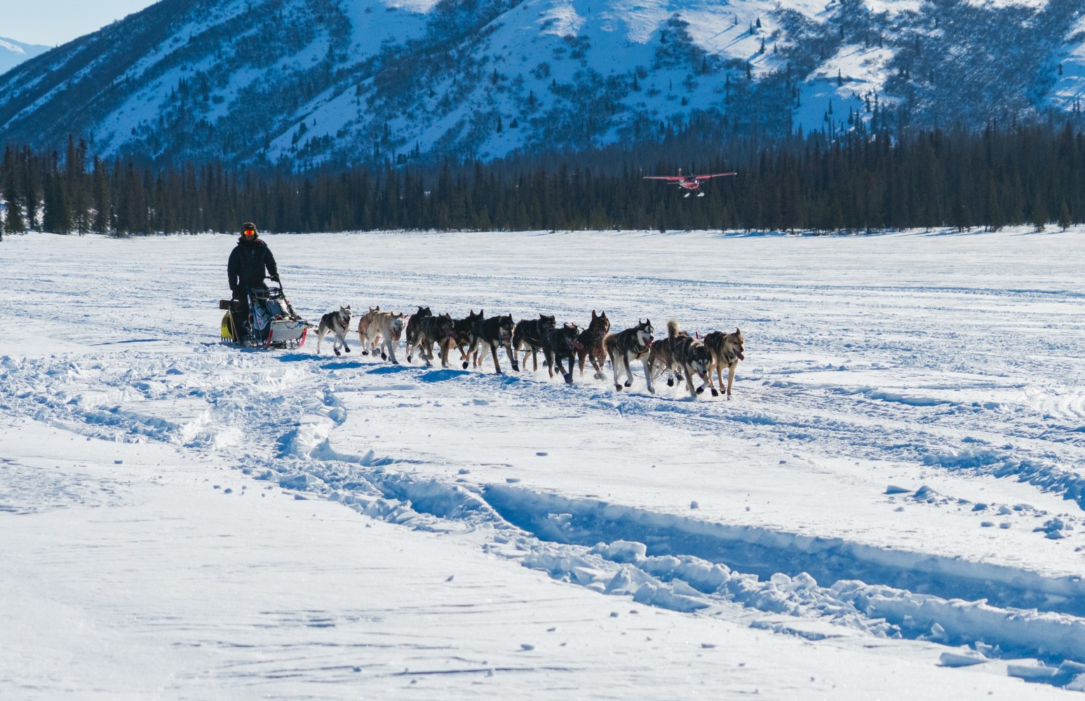 Sled dog team with mushers arrive at Rainy Point checkpoint during Iditarod with classic red airplane in the background