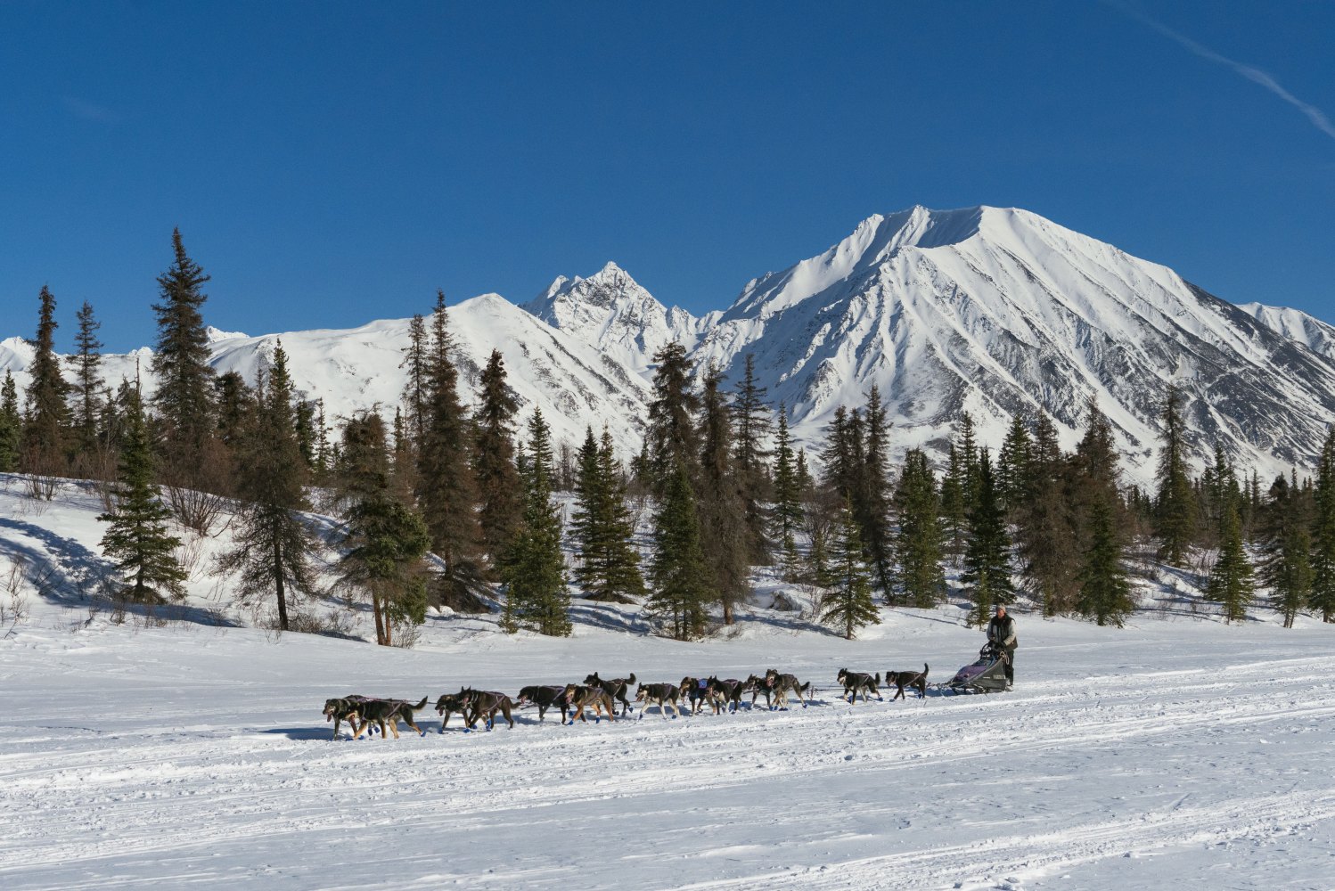 Sled dog team with mushers arrive at Rainy Point checkpoint during Iditarod 